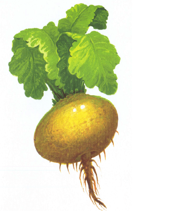 Turnip zur Erhöhung der Leistung