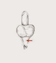 Kraftmuskeln und deren Spannung zur Steigerung der Kraft